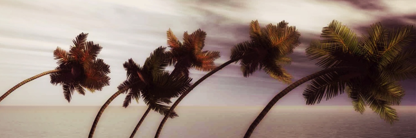 Palm trees blown by wind
